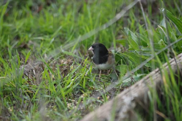 Birds Eating at Alton Baker